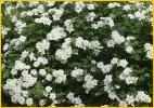 Chopin Roses